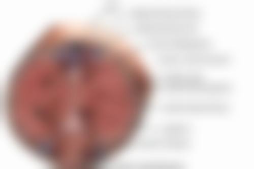 韩国Flora整形外科金仁哲医生擅长项目